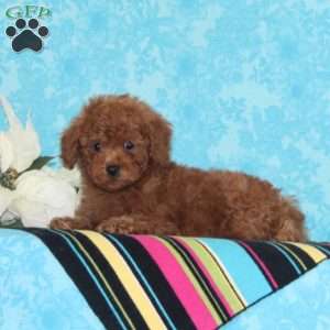 Kisses, Toy Poodle Puppy